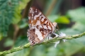 RIODINIDAE, Audre albina